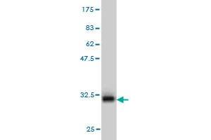 PANK2 antibody  (AA 205-260)