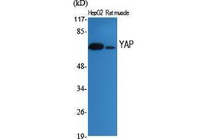 Western Blot (WB) analysis of specific cells using YAP Polyclonal Antibody. (YAP1 antibody  (Tyr537))