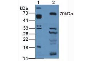 Figure. (CD166 antibody  (AA 28-527))