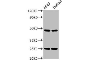 Western Blot Positive WB detected in: A549 whole cell lysate, Jurkat whole cell lysate All lanes: LILRA3 antibody at 4.