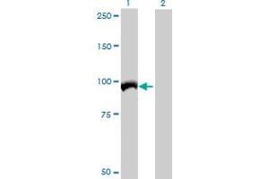 Western Blot analysis of AFG3L2 expression in transfected 293T cell line by AFG3L2 MaxPab polyclonal antibody. (AFG3L2 antibody  (AA 1-797))