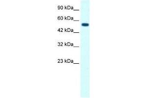 GLRA1 antibody (70R-10532) used at 0. (GLRA1 antibody  (Middle Region))
