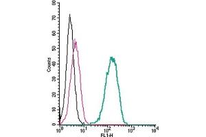 Cell surface detection of nAChRα7 by indirect flow cytometry in live intact human THP-1 monocytic leukemia cells: (black line) Cells. (CHRNA7 antibody  (Extracellular, N-Term))