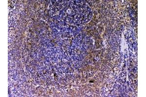 IHC testing of FFPE rat spleen tissue with VEGFB antibody at 1ug/ml. (VEGFB (VEGF2) antibody)