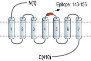 Adenosine A2a Receptor (ADORA2A) peptide