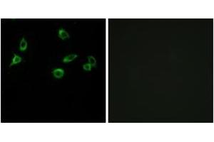 Immunofluorescence analysis of MCF7 cells, using OR10S1 Antibody.