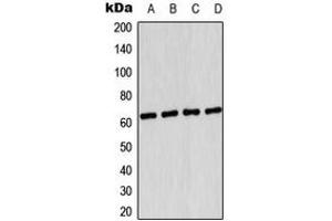 Western blot analysis of AMPK alpha 1 (pS496) expression in HUVEC UV-treated (A), HeLa (B), SP2/0 (C), PC12 (D) whole cell lysates. (PRKAA1 antibody  (C-Term, pSer496))