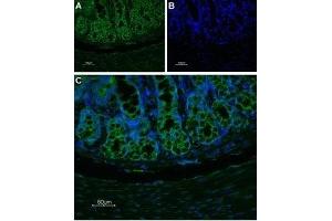 Expression of NK1 receptor in rat colon - Immunohistochemical staining of rat colon paraffin-embedded section using Anti-Neurokinin 1 Receptor (NK1R) (extracellular)-ATTO Fluor-488 Antibody (ABIN7043804), (1:100).