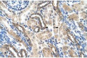 Immunohistochemical staining (Formalin-fixed paraffin-embedded sections) of human kidney with PSG1 polyclonal antibody  at 4-8 ug/mL working concentration. (PSG1 antibody  (N-Term))