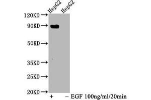 Western Blot Positive WB detected in HepG2 whole cell lysate(treated with EGF or not) All lanes Phospho-STAT5A antibody at 1. (Recombinant STAT5A antibody  (pTyr694))