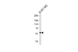 Western blot analysis of lysate from U-251 MG cell line, using PHF17 Antibody (N-term) (ABIN657355 and ABIN2846405).