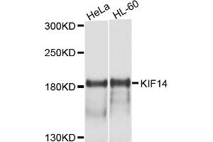 Western blot analysis of extracts of various cell lines, using KIF14 antibody (ABIN4904151) at 1:1000 dilution. (KIF14 antibody)