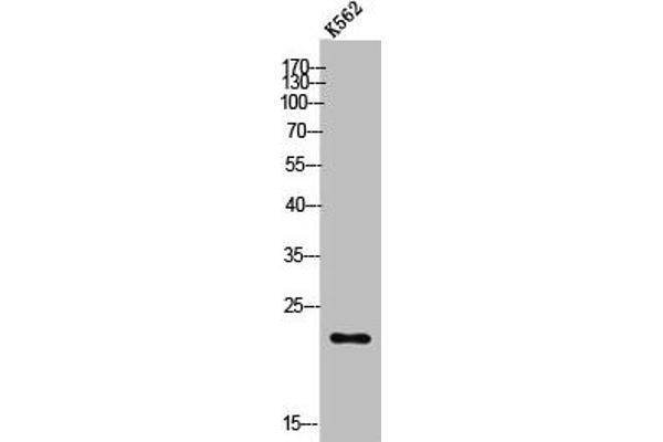 POLR3H antibody  (C-Term)