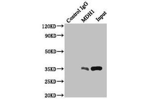 Immunoprecipitating MDH1 in HepG2 whole cell lysate Lane 1: Rabbit control IgG instead of (1 μg) instead of ABIN7158940 in HepG2 whole cell lysate. (MDH1 antibody  (AA 1-334))