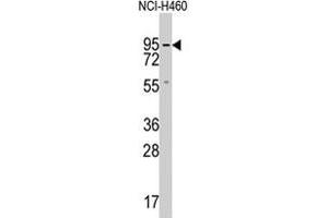 Western blot analysis of GUCY1A2 polyclonal antibody  in NCI-H460 cell lysate (35 ug/lane). (GUCY1A2 antibody  (C-Term))