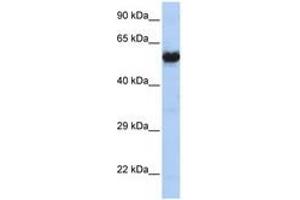 Image no. 1 for anti-Cholinergic Receptor, Nicotinic, gamma (CHRNG) (AA 36-85) antibody (ABIN6741494) (CHRNG antibody  (AA 36-85))