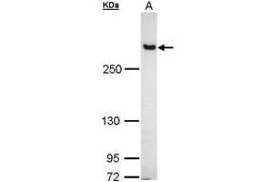 Image no. 2 for anti-Filamin B, beta (FLNB) (AA 30-239) antibody (ABIN467430) (FLNB antibody  (AA 30-239))