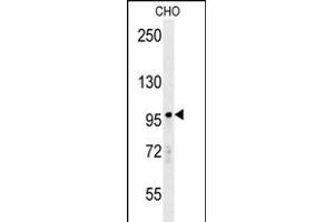 RP8 Antibody (Center) (ABIN650978 and ABIN2840019) western blot analysis in CHO cell line lysates (35 μg/lane). (PARP8 antibody  (AA 632-660))