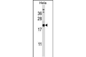 Western blot analysis in Hela cell line lysates (35ug/lane). (PRRG1 antibody  (N-Term))