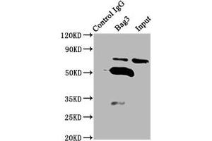 Immunoprecipitating Bag3 in K562 whole cell lysate Lane 1: Rabbit control IgG (1 μg) instead of ABIN7176989 in K562 whole cell lysate. (BAG3 antibody  (AA 2-577))