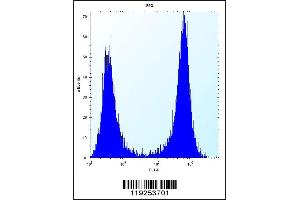 Flow cytometric analysis of 293 cells (right histogram) compared to a negative control cell (left histogram). (Cathepsin K antibody  (AA 97-126))