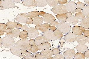 Immunohistochemistry analysis of paraffin-embedded mouse muscle using,APOBEC2 (ABIN7073085) at dilution of 1: 400 (APOBEC2 antibody)