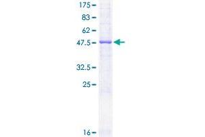 Image no. 1 for Secreted and Transmembrane 1 (SECTM1) (AA 29-248) protein (GST tag) (ABIN1319438) (SECTM1 Protein (AA 29-248) (GST tag))