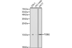 Western blot analysis of extracts of various cell lines, using TCEB2 antibody (ABIN6131621, ABIN6148934, ABIN6148936 and ABIN6217328) at 1:1000 dilution. (TCEB2 antibody  (AA 1-118))