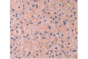 Detection of APOA5 in Human Liver Tissue using Monoclonal Antibody to Apolipoprotein A5 (APOA5) (APOA5 antibody  (AA 167-335))