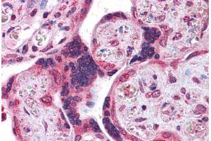 Human Placenta: Formalin-Fixed, Paraffin-Embedded (FFPE) (LYPD3 antibody  (N-Term))