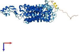 Solute Carrier Family 22 (Organic Cation Transporter), Member 21 (SLC22A21) (AA 1-564) protein (His tag)