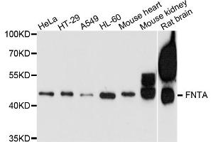 Western blot analysis of extracts of various cell lines, using FNTA antibody.