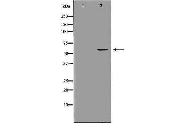 UGT1A4 antibody