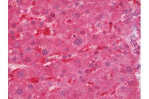 Anti-C14orf2 antibody IHC staining of human liver. (C14orf2 antibody  (FITC))