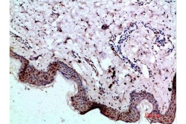 BMP1 antibody  (AA 131-180)