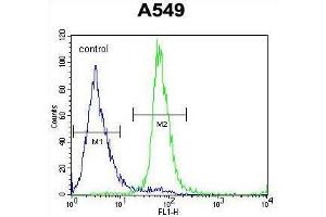 ZNF324B Antibody (C-term) flow cytometric analysis of A549 cells (right histogram) compared to a negative control cell (left histogram). (ZNF324B antibody  (C-Term))