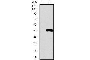 Western blot analysis using SFTPC mAb against HEK293 (1) and SFTPC (AA: 60-180)-hIgGFc transfected HEK293 (2) cell lysate. (Surfactant Protein C antibody  (AA 60-180))