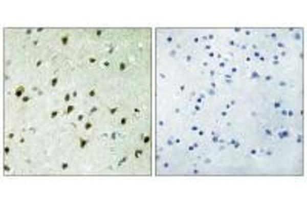 MXD4 antibody