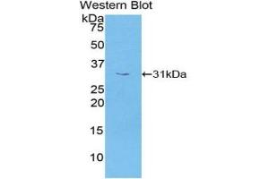 Western Blotting (WB) image for anti-Protein Kinase, AMP-Activated, gamma 1 Non-Catalytic Subunit (PRKAG1) (AA 70-300) antibody (ABIN7439723)