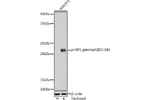 Western blot analysis of extracts of NIH/3T3 cells, using Phospho-HP1 gamma/CBX3-S83 antibody (ABIN7266358) at 1:1000 dilution. (CBX3 antibody  (pSer83))