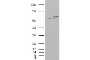 Western Blotting (WB) image for anti-X-Ray Repair Complementing Defective Repair in Chinese Hamster Cells 6 (XRCC6) (N-Term) antibody (ABIN190763)