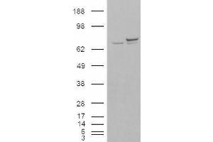 HEK293 overexpressing KU70 (ABIN5410180) and probed with ABIN190763 (mock transfection in first lane). (XRCC6 antibody  (N-Term))