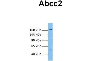 Host:  Rabbit  Target Name:  Abcc2  Sample Tissue:  Mouse Thymus  Antibody Dilution:  1.