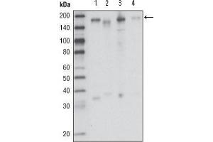 Western blot analysis using RON mouse mAb against HCC827 (1), HT-29 (2), HCT-116 (3) and BxPC-3 (4) cell lysate. (MST1R antibody  (AA 210-320))