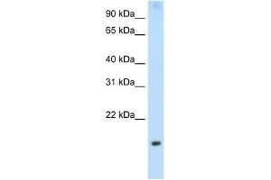 PPP1R8 antibody used at 2. (PPP1R8 antibody)