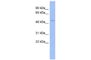 WB Suggested Anti-ZNF70 Antibody Titration:  0.