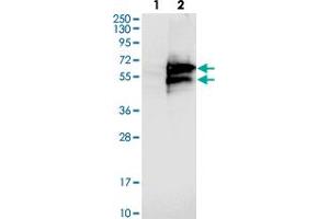 Western blot analysis of Lane 1: Negative control (vector only transfected HEK293T lysate). (Caspase Activity and Apoptosis Inhibitor 1 (CAAP1) antibody)