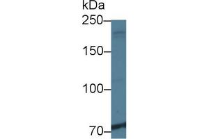 Western blot analysis of Human K562 cell lysate, using Rat NIN Antibody (1 µg/ml) and HRP-conjugated Goat Anti-Rabbit antibody (