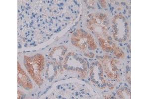 #VALUE! (Nestin antibody  (AA 197-462))