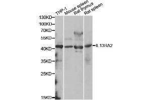 Western blot analysis of extracts of various cell lines, using IL13RA2 antibody (ABIN1980235) at 1:1000 dilution. (IL13RA2 antibody)